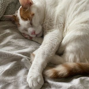 Meet your Posher, Malorey